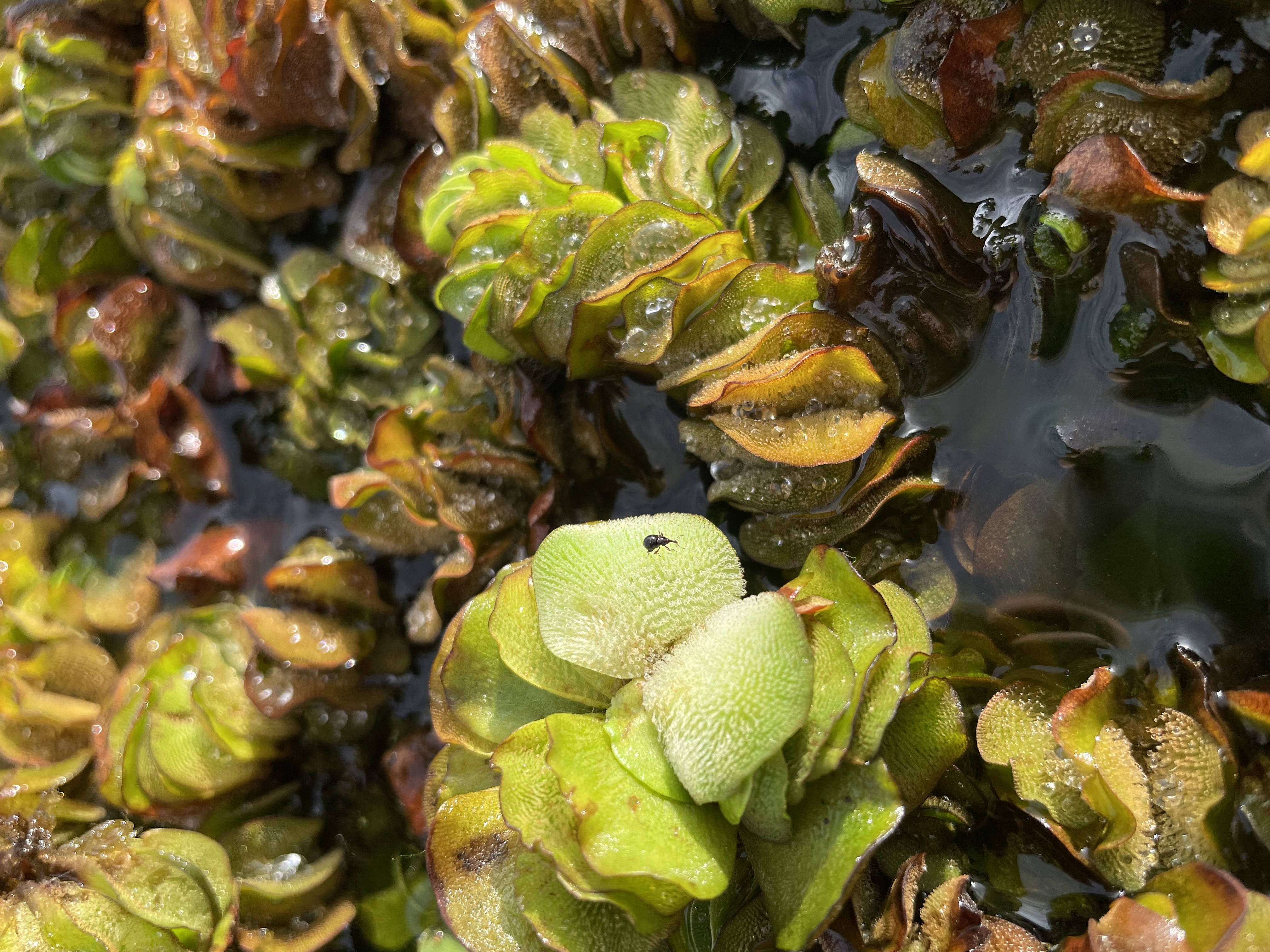 Salvinia weevil.